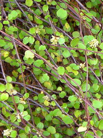 Muehlenbeckia